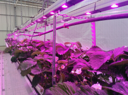 Eclairage photosynthétique LED en culture hors sol de fraisier
